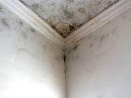 Best Mold Prevention Services  in Edneyville, NC