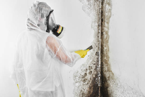 Best Mold Remediation for Healthcare Facilities  in Edneyville, NC