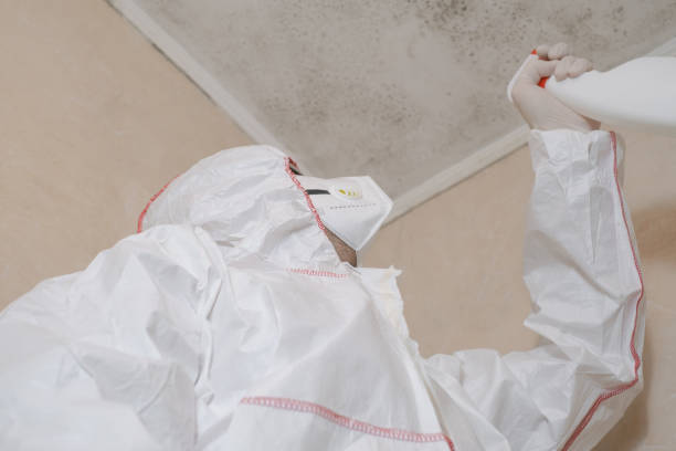 Best Basement Mold Removal  in Edneyville, NC